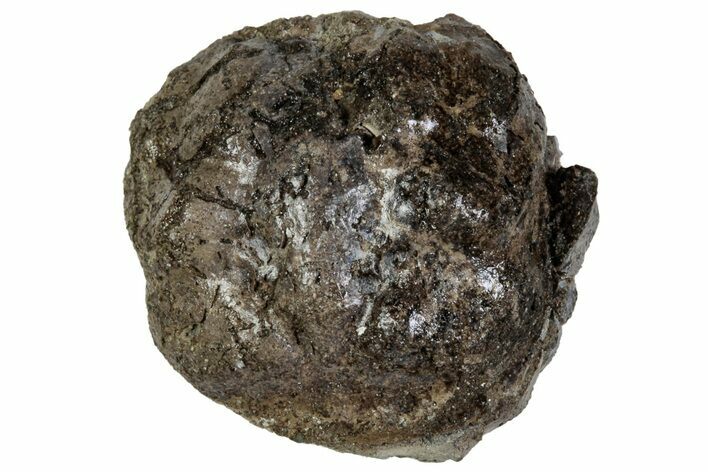 Cretaceous Crab (Dakoticaucer) Fossil - Mississippi #315732